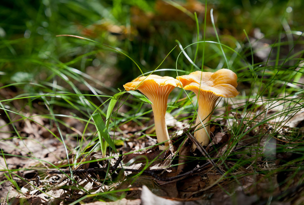 Yellow Chanterelle in the grass - Photo, Image