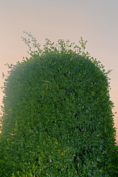 Buxus sempervirens fás Dísznövény - Fotó, kép
