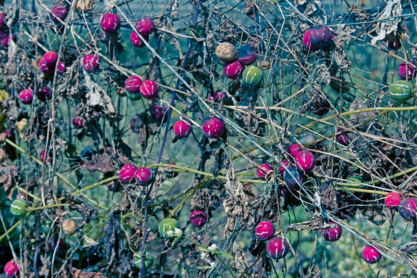 Tikkari Kiipeilijä, Marble Vine, Diplocyclos palmatus, Intia
 - Valokuva, kuva