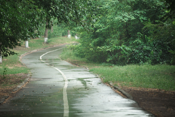 Caminho de estrada na floresta verde
  - Foto, Imagem