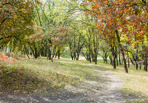 Bright autumn forest with walking path - Zdjęcie, obraz