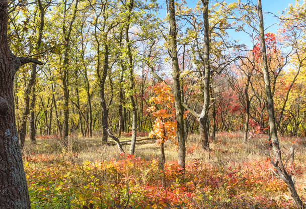 Bright colorful autumn forest - Foto, imagen