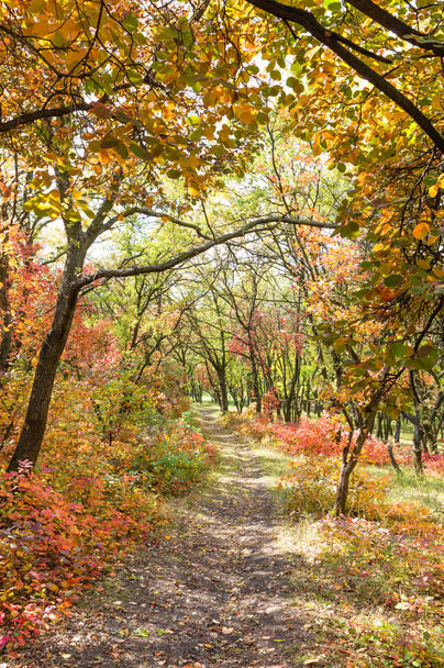 Bright autumn forest with walking path - Photo, Image