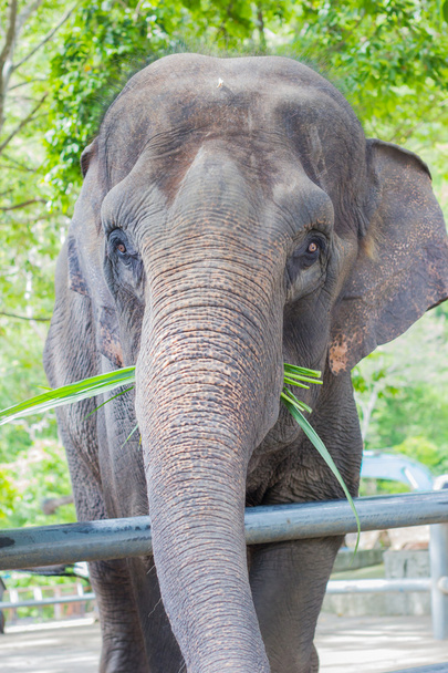 Aziatische olifant eten groen gras in openbaar park, Thailand, verticaal. - Foto, afbeelding