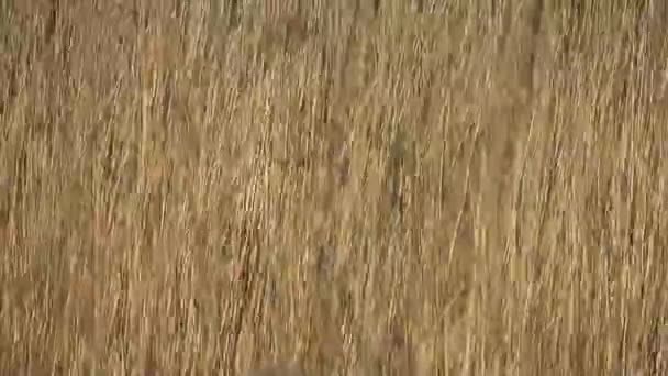 trockener Rohrkolbenschwanzschwung im Windhintergrund - Filmmaterial, Video