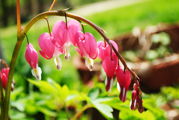 Una planta de corazón sangrante que florece a principios de primavera
 - Foto, imagen