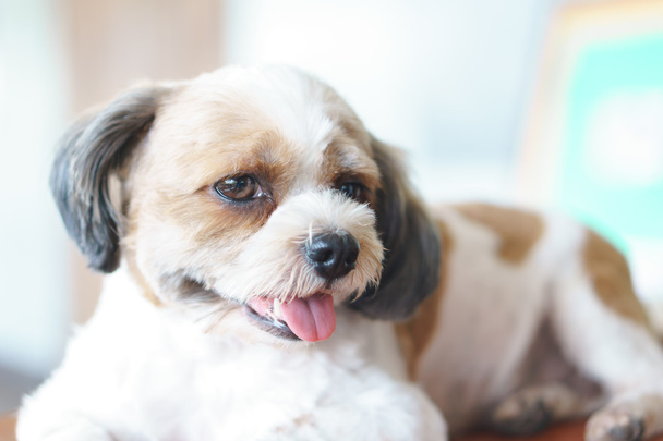 Shih tzu fino köpeği melez köpek - Fotoğraf, Görsel