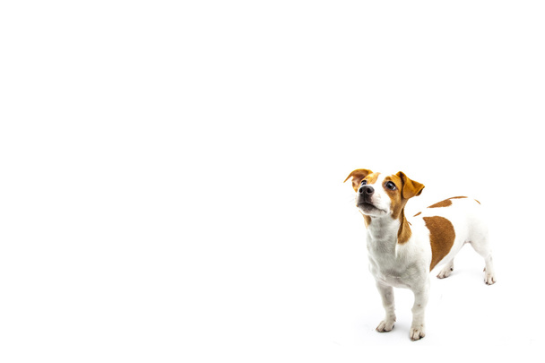 cachorro en blanco
 - Foto, Imagen