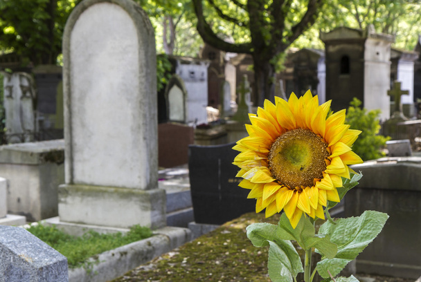 Cementerio en París, Francia, con flores soleadas
 - Foto, Imagen