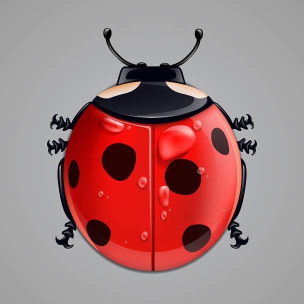 Realistic ladybug isolated on white - Wektor, obraz