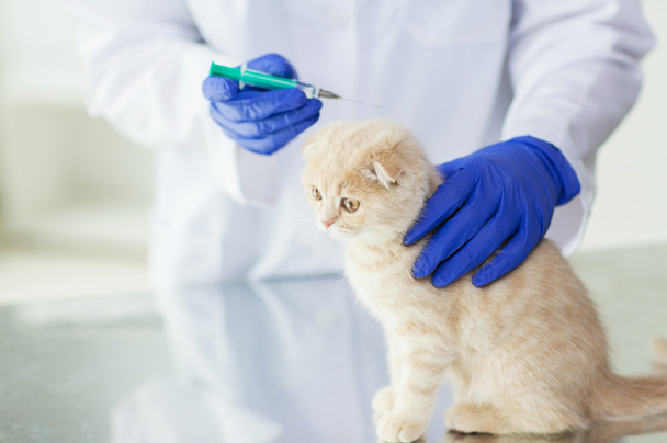 close up of vet making vaccine to kitten at clinic - Φωτογραφία, εικόνα