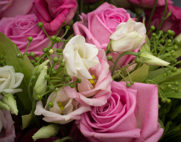 素敵なピンクと白のバラの絵 - 写真・画像