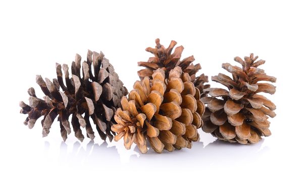 cones de pinheiro isolados sobre fundo branco - Foto, Imagem