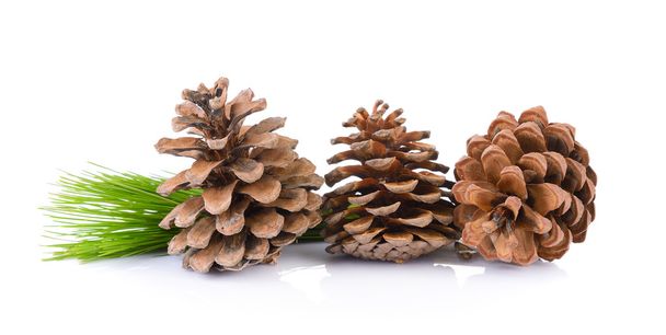 Pine cones isolated on white background - Фото, изображение