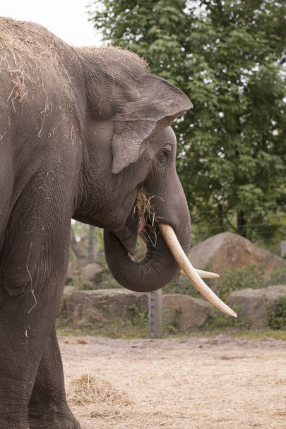 Elephant eating hay, headshot - Photo, Image