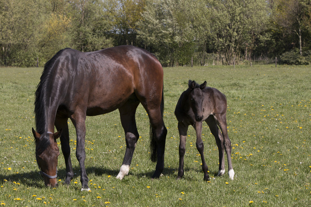 Mare and foal - Photo, Image