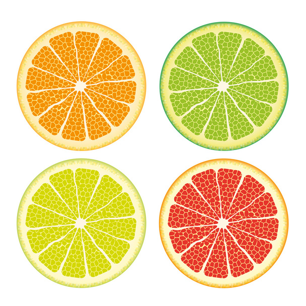 Kinds Of Citrus Fruits - Vector, Image