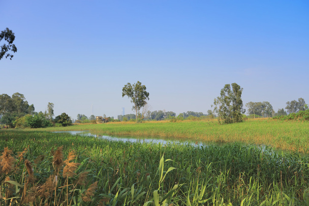 Wetland van Nam Sang Wai - Foto, afbeelding