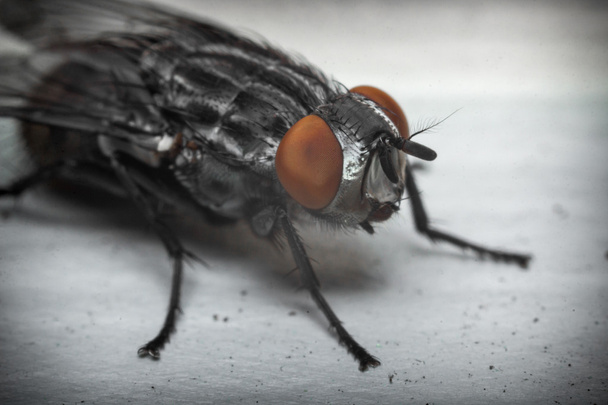 Diptera brachycera Hausfliege - Foto, Bild