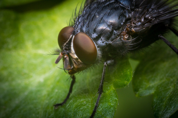 Diptera Brachycera Casa Mosca
 - Foto, imagen