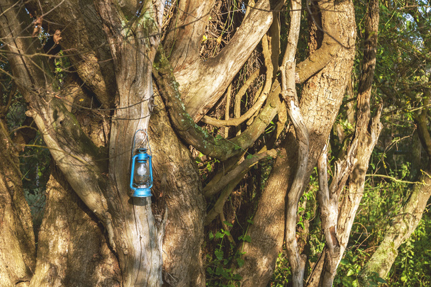 L'arbre centenaire dans les forêts tropicales
. - Photo, image
