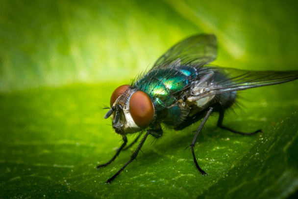 κοινή μύγα πράσινο μπουκάλι - Φωτογραφία, εικόνα