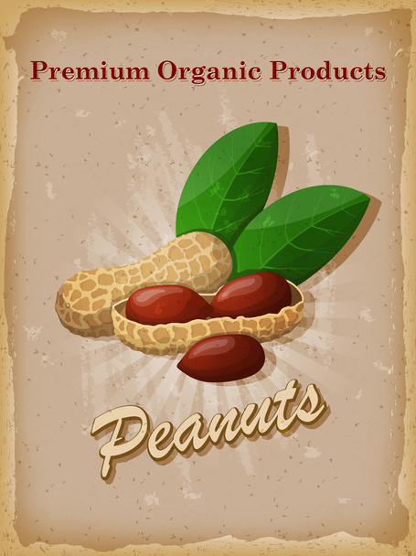 Peanuts vintage poster. Vector illustration. - Vector, Image