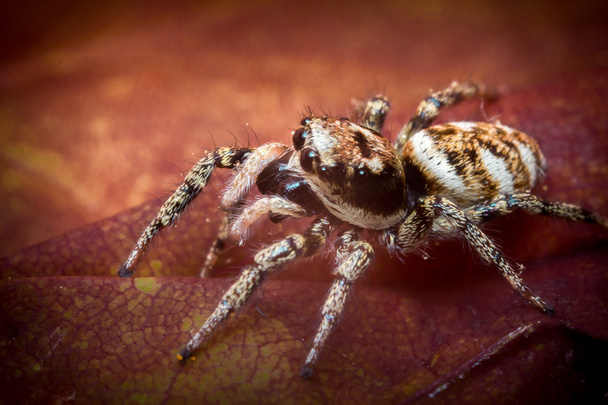 Hyppy hämähäkki makro
 - Valokuva, kuva