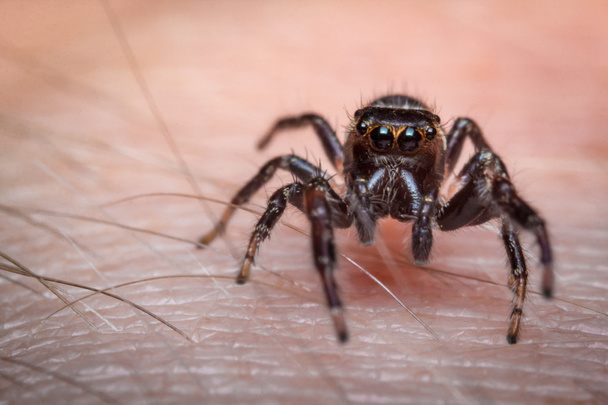 jumping αράχνη μακροεντολή - Φωτογραφία, εικόνα