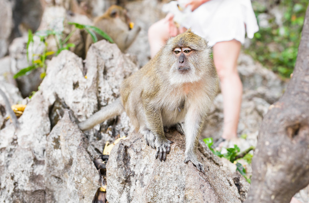 süßer Affe lebt in einem natürlichen Wald in Thailand. - Foto, Bild