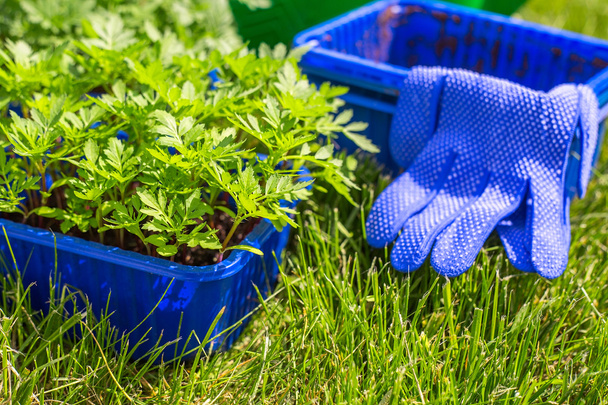 Садівництво інструменти і розсада в коробках на зеленій траві
 - Фото, зображення