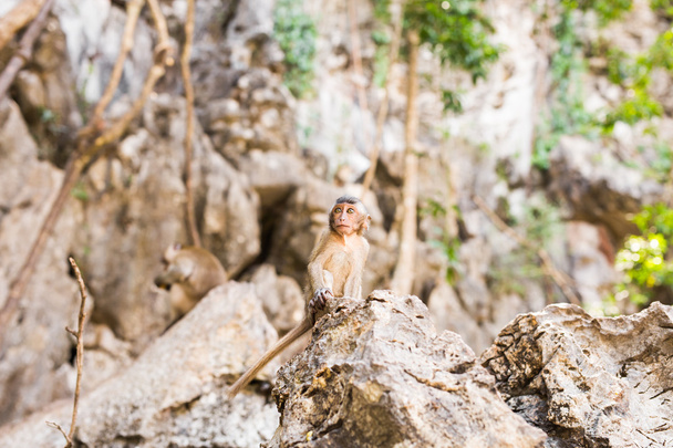 Cute wild monkey - Foto, Imagen