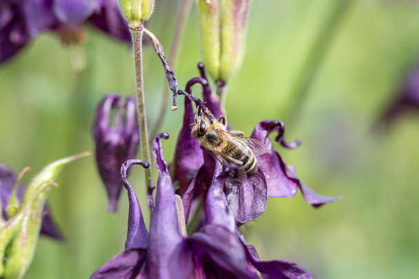 Honey bee hledání potravy - Fotografie, Obrázek