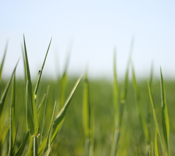 Platte grasveld en horizon - Foto, afbeelding