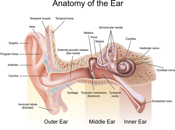 A fül anatómiája - Vektor, kép