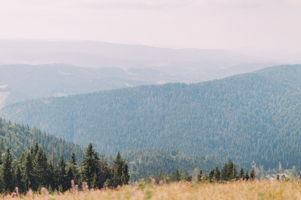 Карпатский сосновый лес холмы пейзаж под величественным голубым небом с некоторыми высокими облаками и желтое поле на переднем плане
 - Фото, изображение