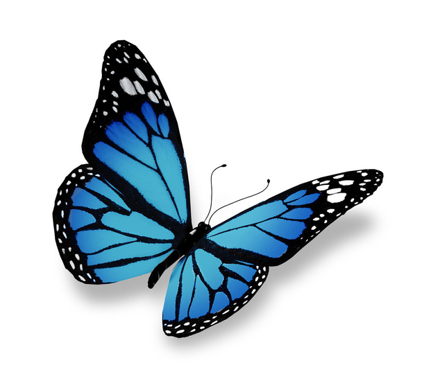 Blue butterfly, isolated on white background - 写真・画像