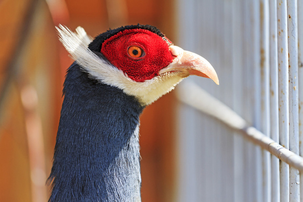 Blue eared pheasant portrait - Photo, Image