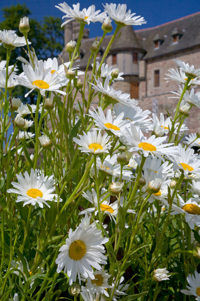 White camomiles in front of medieval chateau - Photo, Image