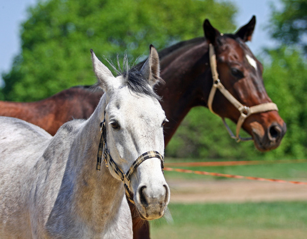 caballos en el paddock - Foto, imagen