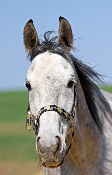 kůň v ohradě - Fotografie, Obrázek