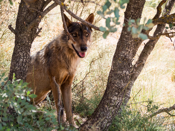 Ιβηρικού λύκου μεταξύ δέντρα στο δάσος καλοκαίρι (Ισπανία - Φωτογραφία, εικόνα