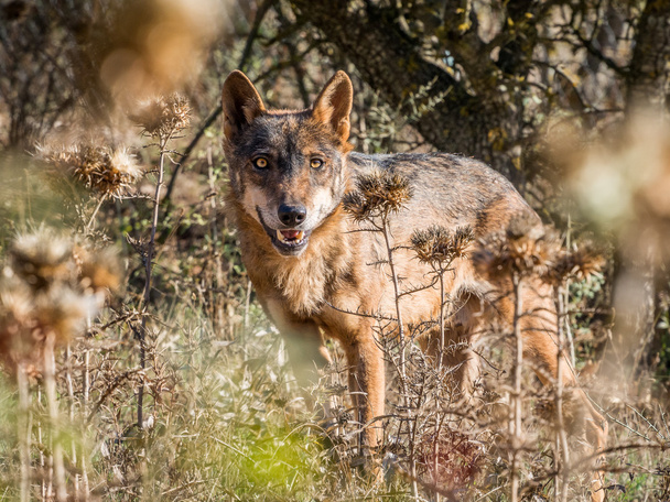 夏に美しい目を持つイベリア オオカミ - 写真・画像