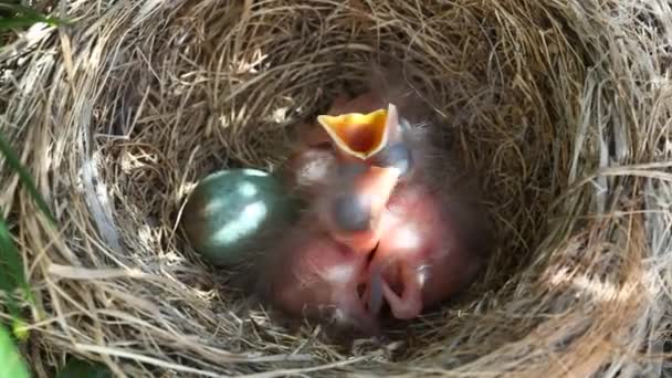 Bebé mirlos en el nido
  - Metraje, vídeo
