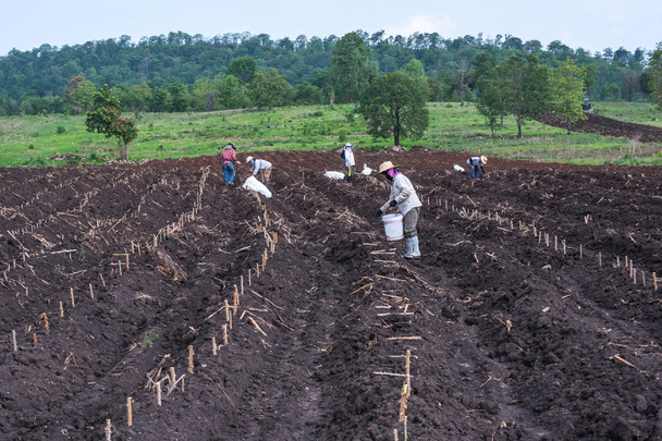 Planting in cassava field. - Photo, Image