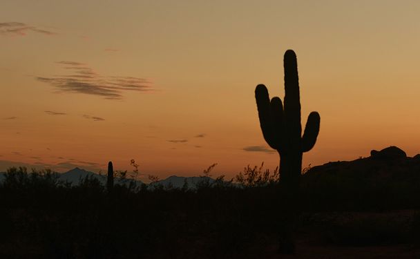 arizona coucher de soleil avec une silhouette de cactus saguaro
  - Photo, image