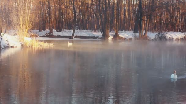 Winterlandschaft. Nebel über Waldsee, weißen Schwänen und Winterwald - Filmmaterial, Video