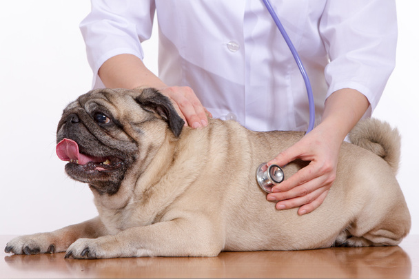 the vet listens with a stethoscope dog pug - Foto, afbeelding