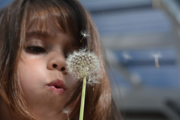 Little girl blow Dandelion plant  - Photo, Image