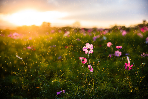 beautiful sunset in cosmos field at Jim thompson farm - Photo, Image